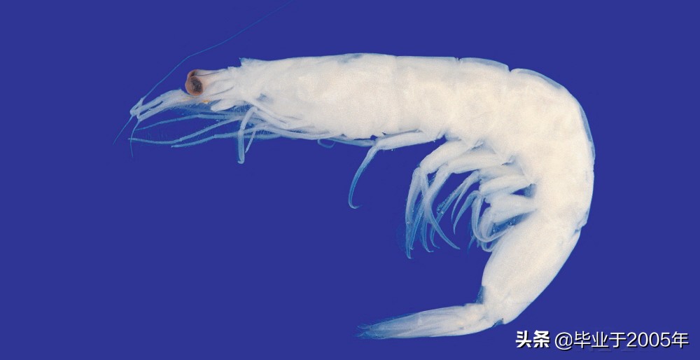 大连什么品种的虾好吃,大连哪里的虾最正宗