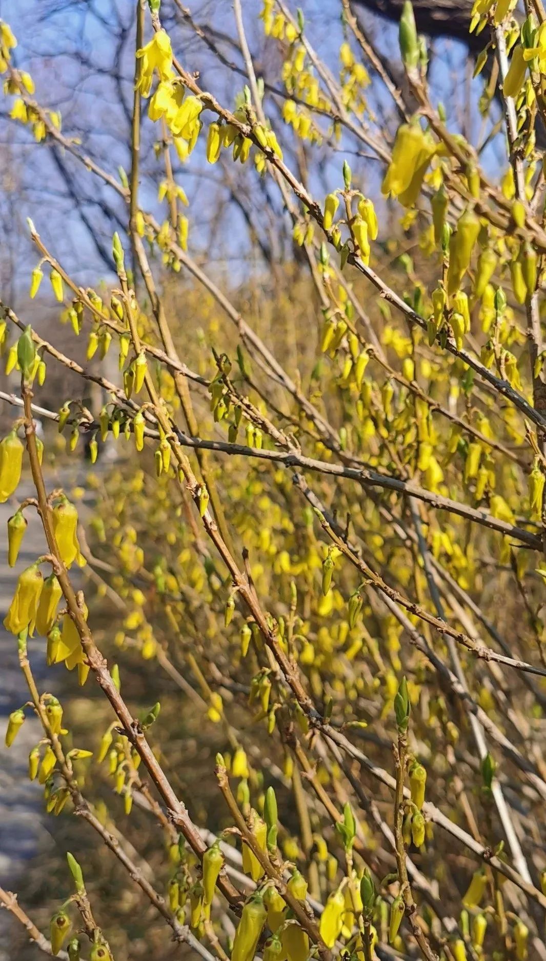 济南3月免费赏花攻略,花都开了济南周边赏花攻略收好