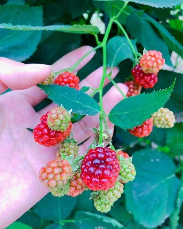 似水流年青春记忆,似水流年的青春原唱