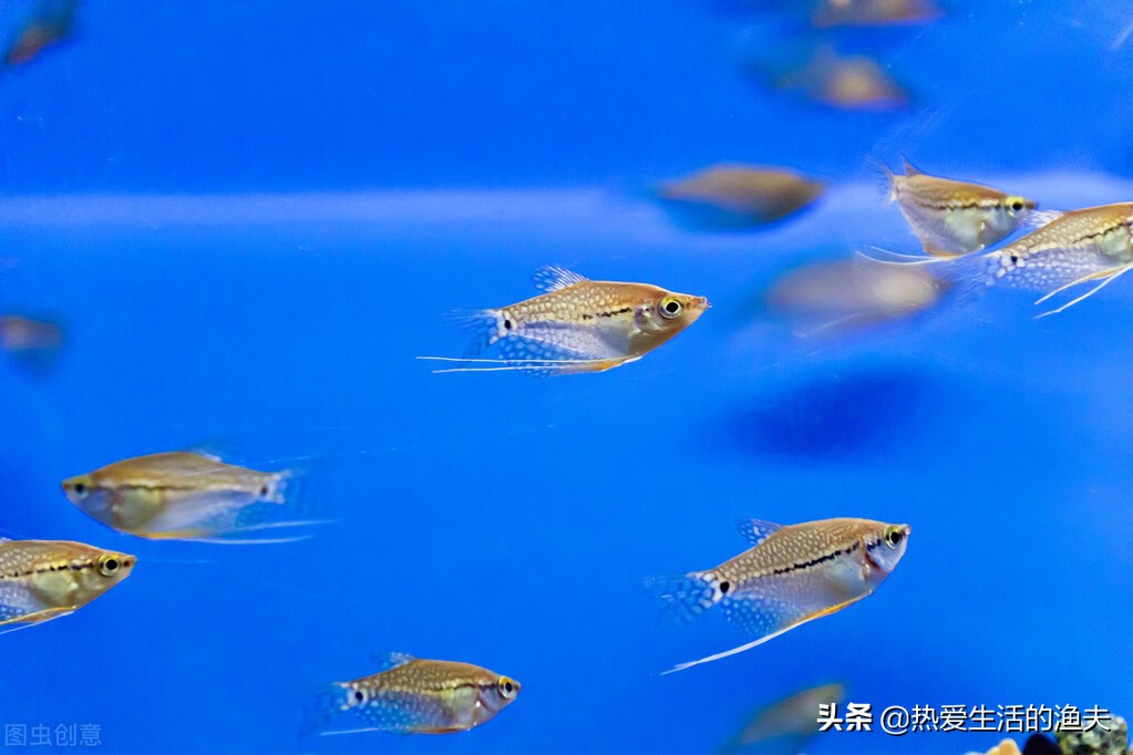 鱼缸里增加新鱼的注意事项,鱼缸加鱼是少量多次还是一次加够