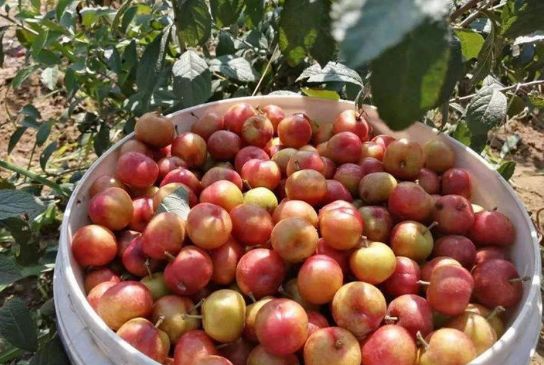 农村常有的还可以吃的野果是什么,小时候在农村经常吃的十种野果