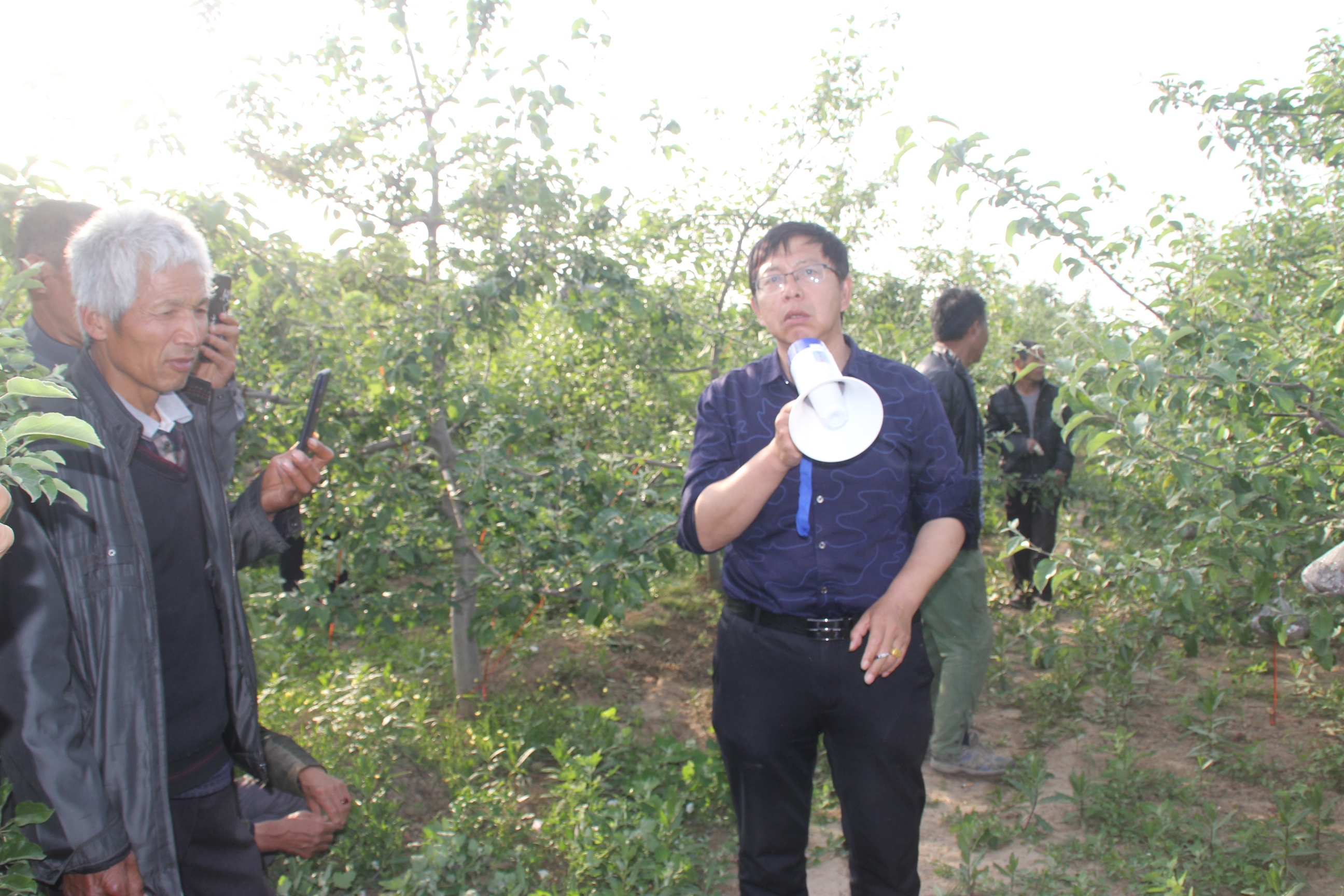 果树需要什么营养物质,各种元素对果树生长的作用