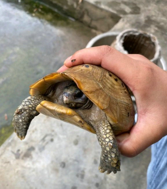 广东男主播在湖边捡到黄龟,男子钓到国家保护鱼类