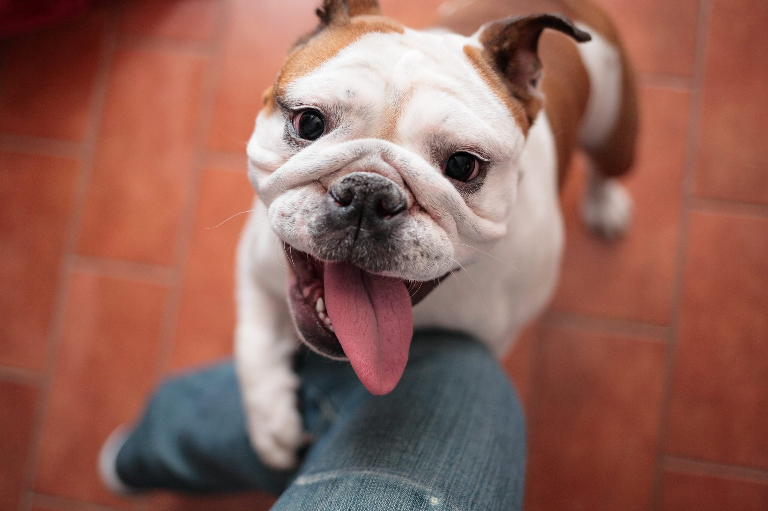 狗不吃不喝一直发抖是什么原因,狗生病站不稳发抖吃什么药治疗