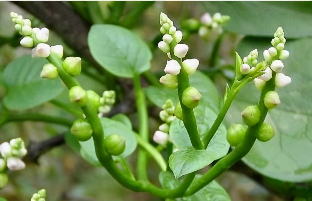 最像木耳的野菜,类似于木耳的野菜