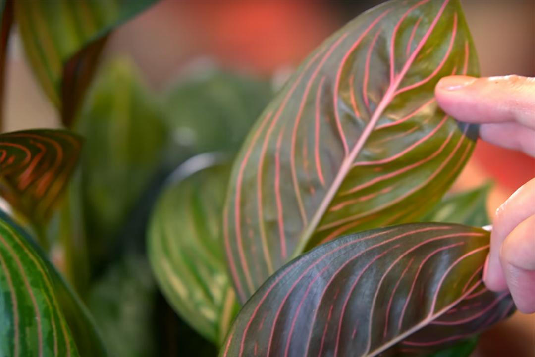 金盆洗手吧，植物杀手们