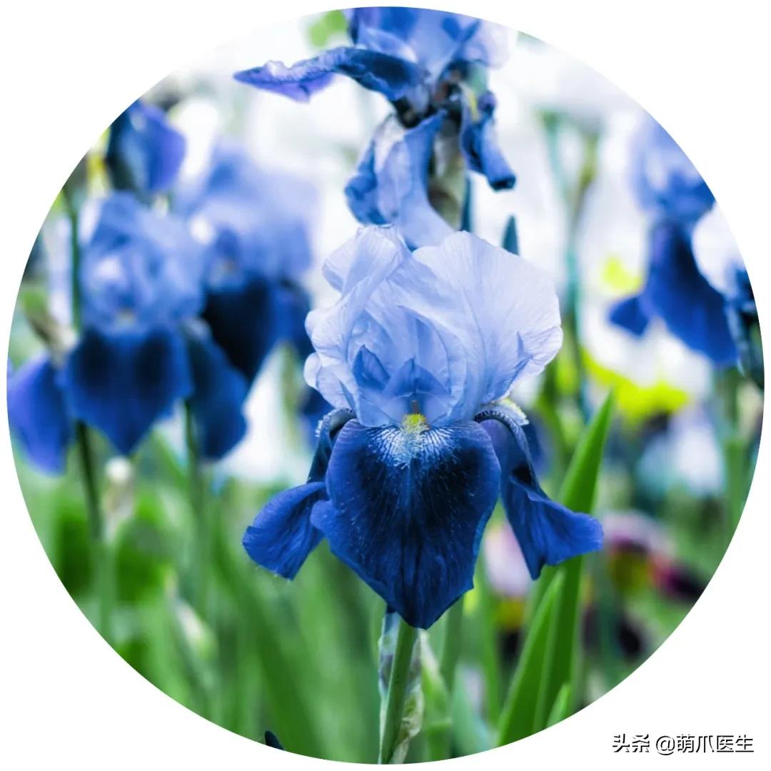 家有萌猫，千万别养这些花草！！