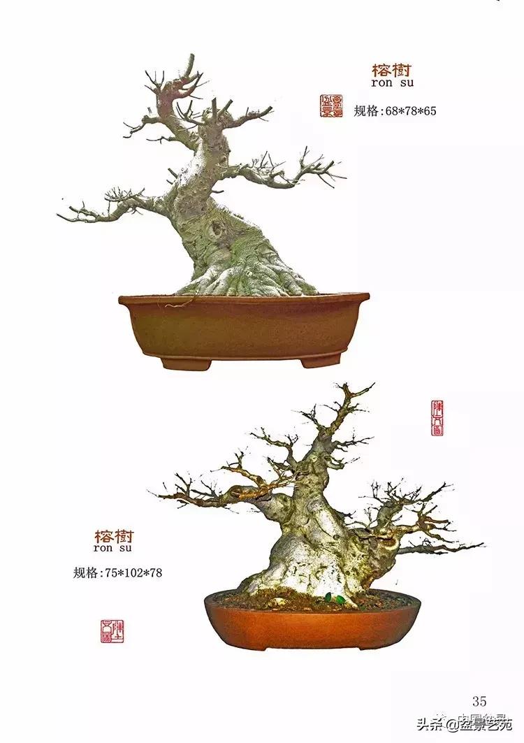 陈文图榕树欣赏,陈文图盆景