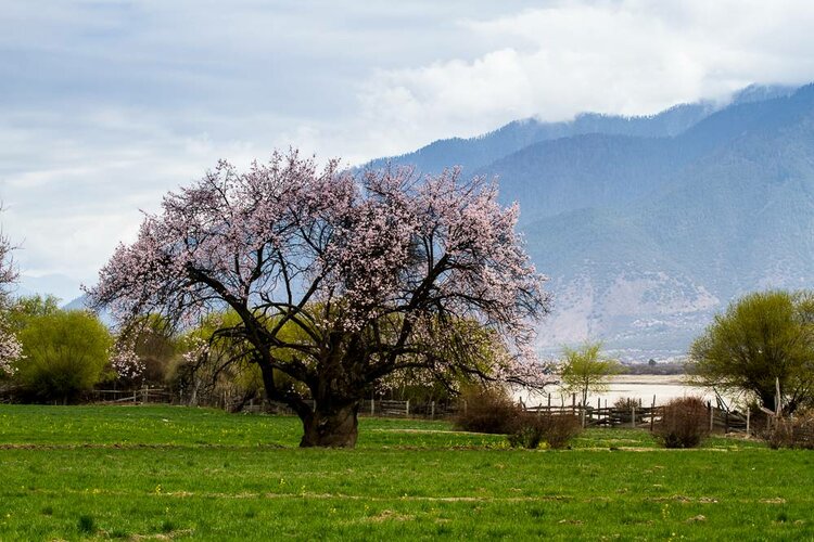 海子面朝大海春暖花开写作时间,海子面朝大海春暖花开原文图片