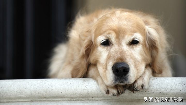 山西狗狗肝癌,狗狗肝癌吃什么药