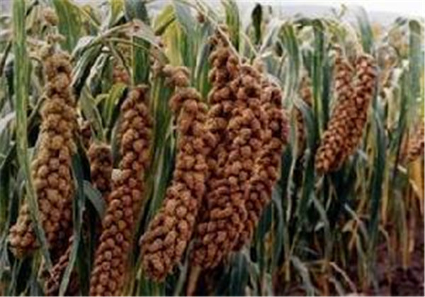 粘高粱米面做粥好吗,粘高粱米能做酒吗