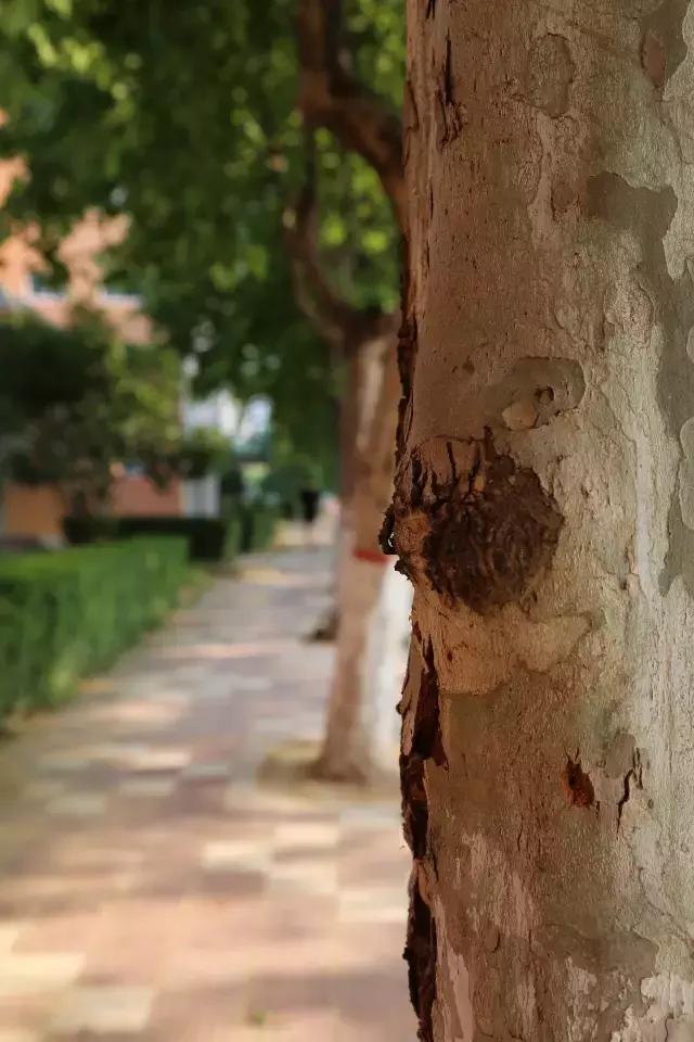 西法大青春力量,西法大