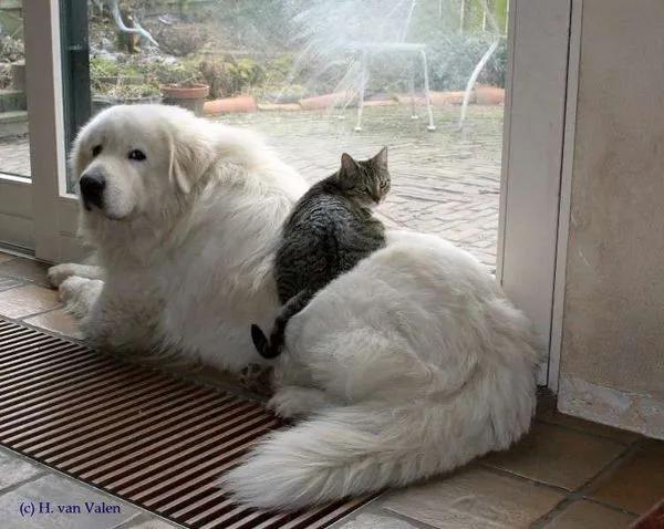 可怜的狗狗们,忠诚的狗狗们