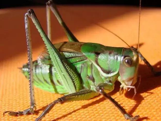 鸣虫油葫芦蝈蝈的区别,鸣虫示范蝈蝈蟋蟀油葫芦