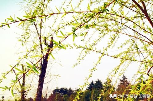 2020年的春天是一个不平凡的春天,2020年的感想和未来的憧憬