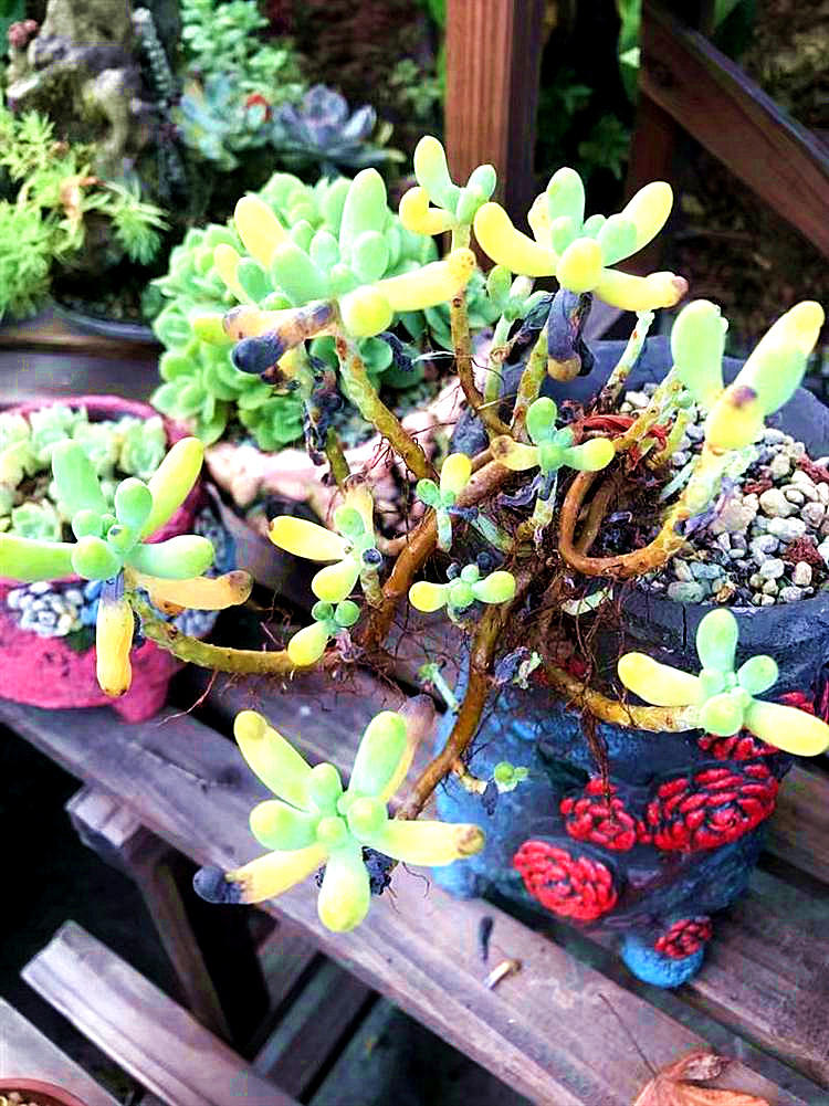 哪些多肉淋雨容易死,多肉怎么防止水腐病