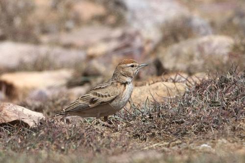 “上了台儿的才叫角儿”，笼鸟之王百灵，请看完这些讲究再考虑养