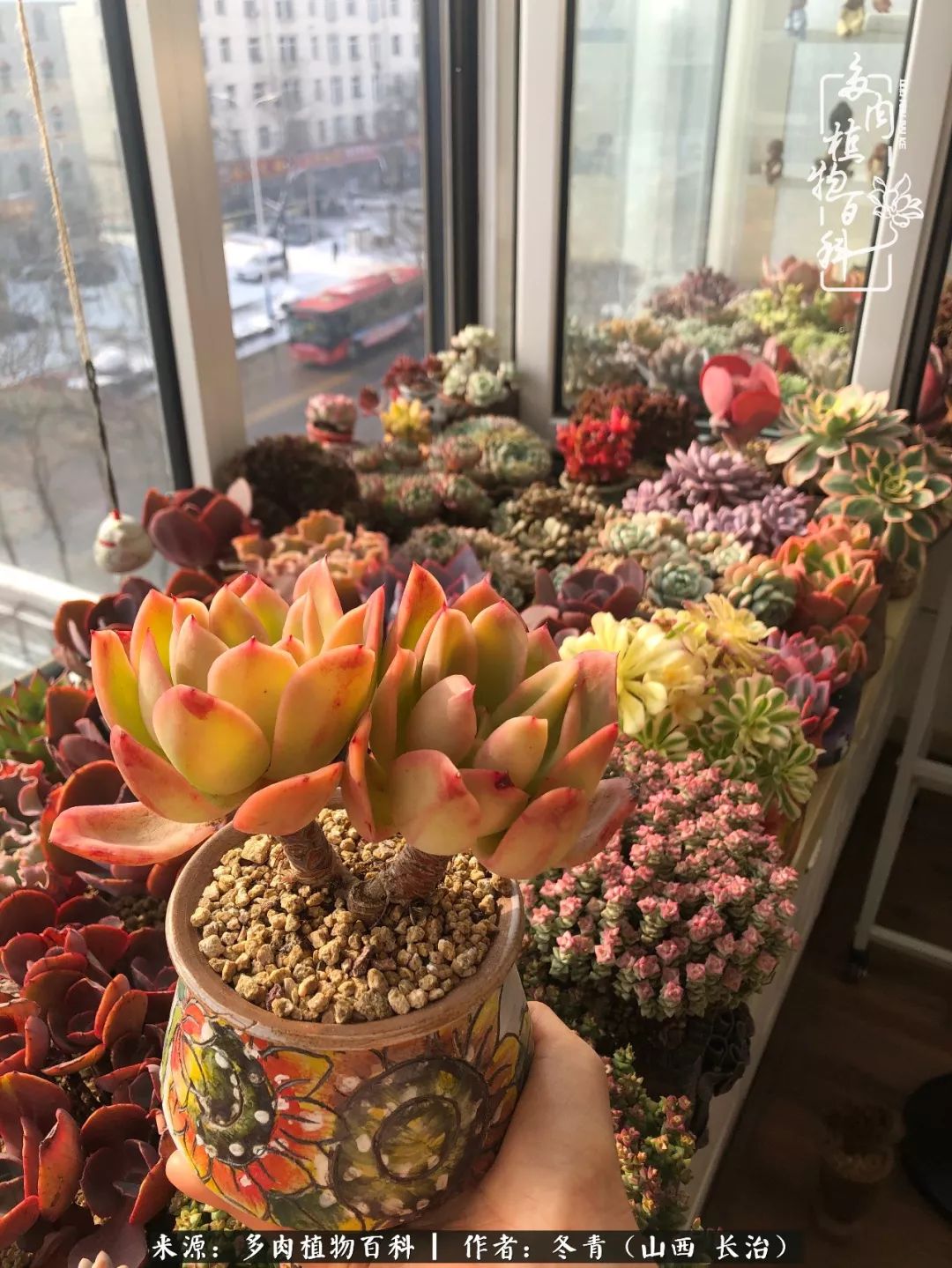 新手养多肉知道这4点打好基础,阳台上养多肉的正确方法