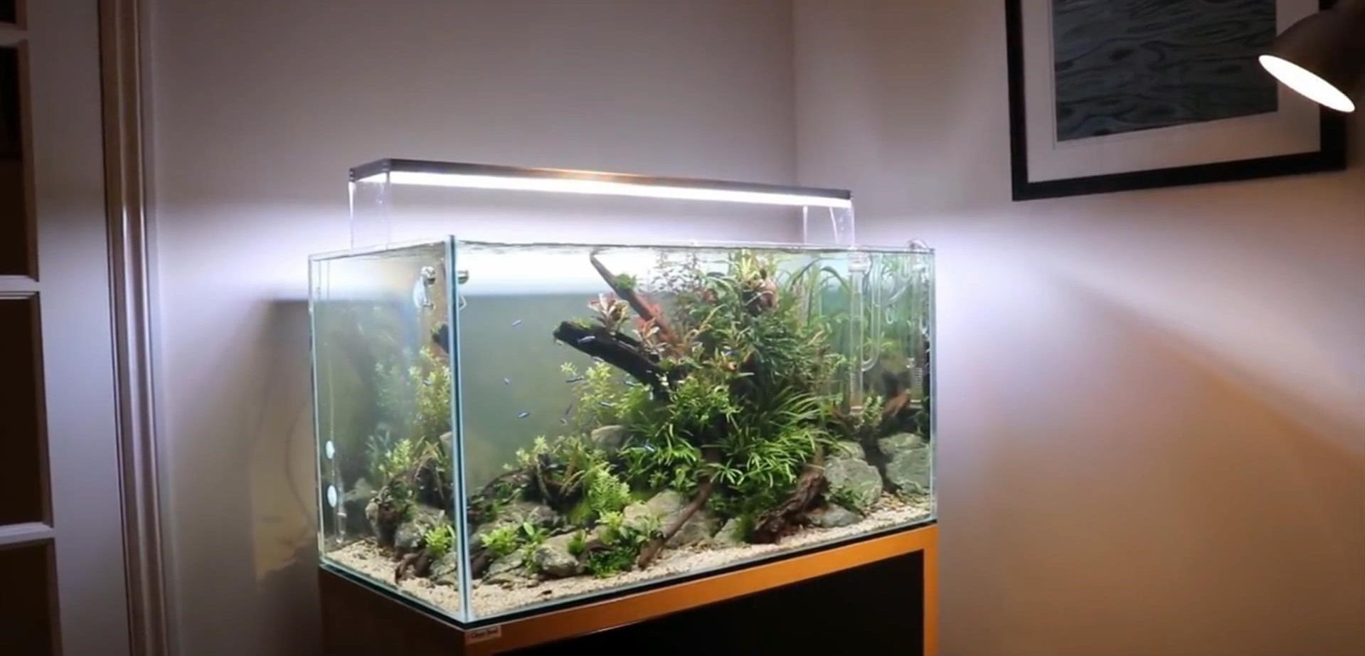 沉木草缸入门造景,50厘米草缸入门造景