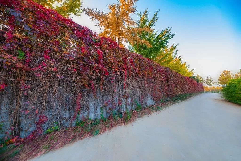 一路遐思入初冬，美好如约而至——张裕卡斯特酒庄