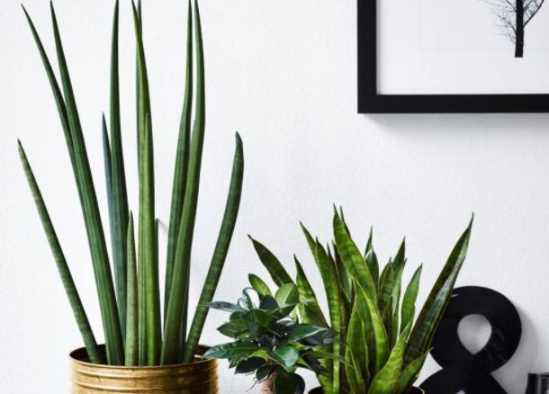 冬季耐寒庭院的八种植物,室内适合养的18种植物及图片