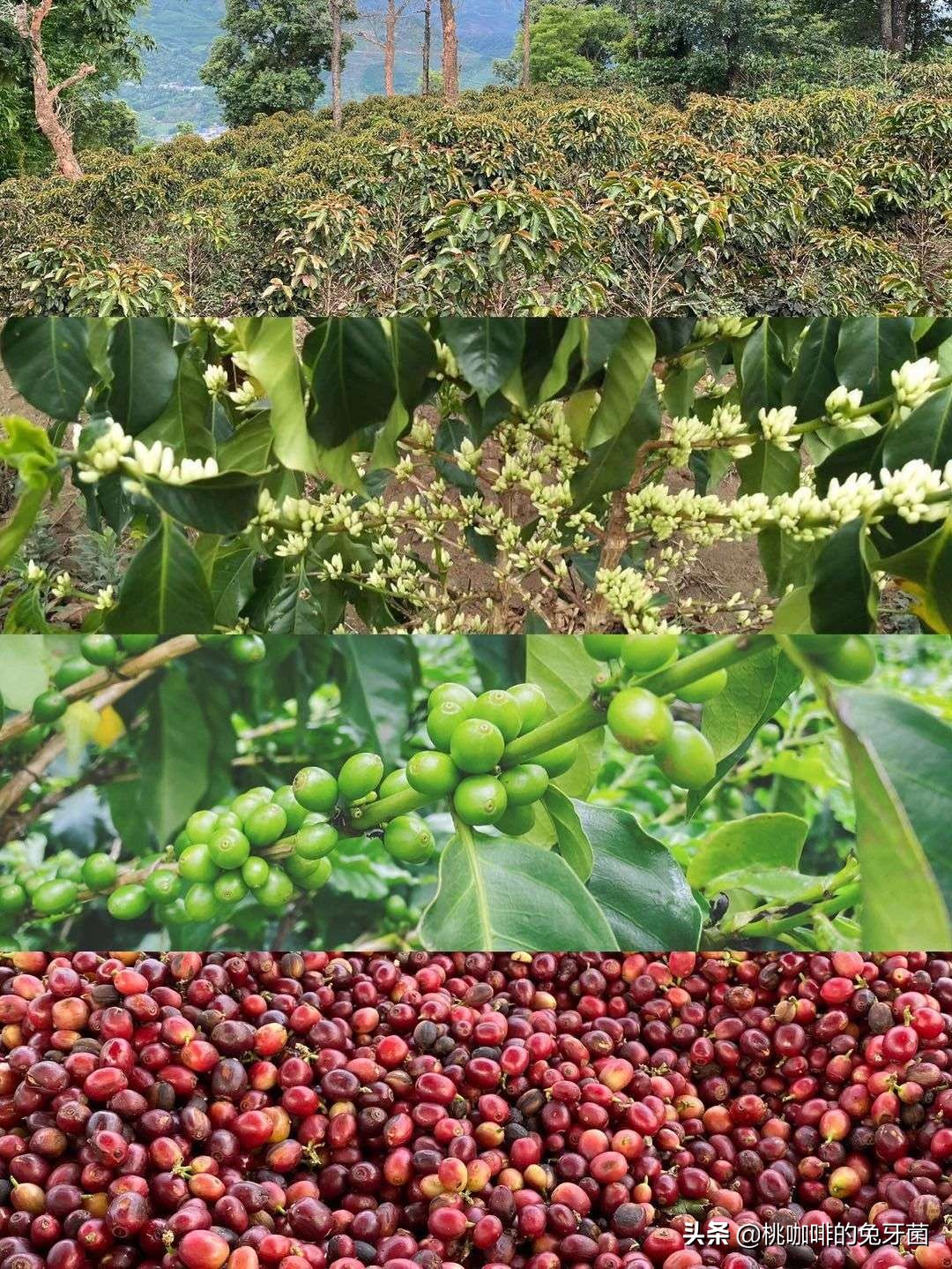 云南咖啡有远山森林的味道吗,云南咖啡产地探访记