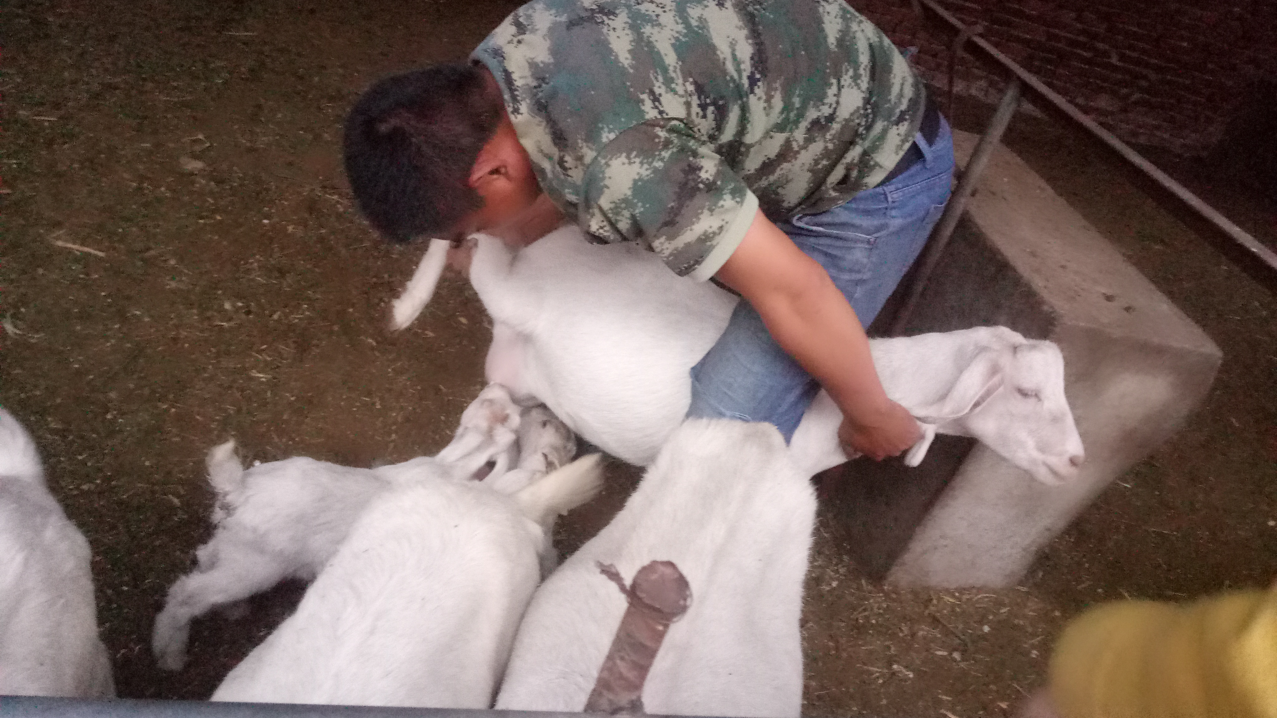 伊维菌素给羊驱虫的正确方法,羊用驱虫药伊维菌素片有用吗