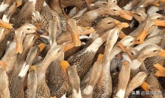 如何避免蛋鸭掉蛋,鸭掉蛋严重是什么问题