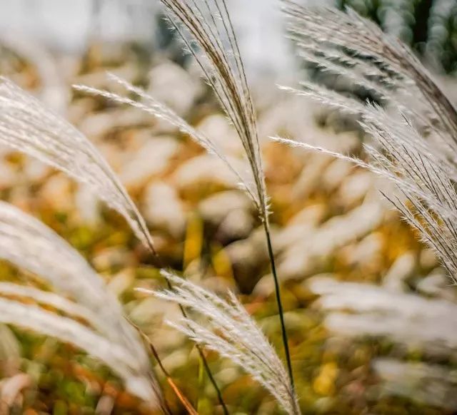 雨水花园植物区,雨水花园水生植物