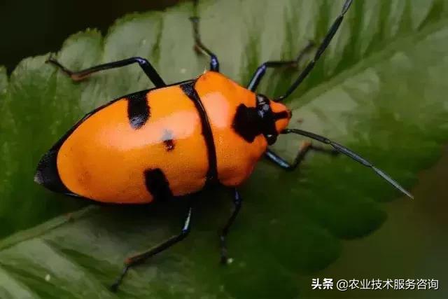 柑橘虫害高清图谱及防治方法,柑橘虫害物理消灭