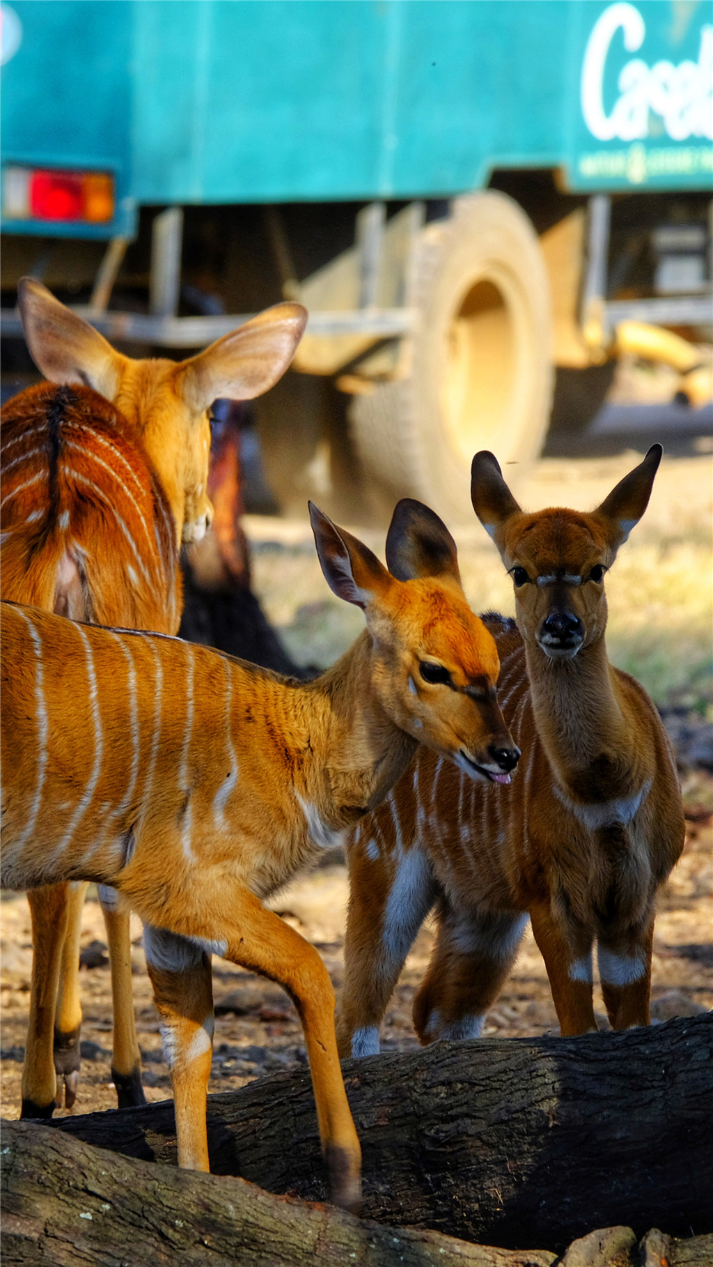 毛里求斯陈小春,毛里求斯马克吐温