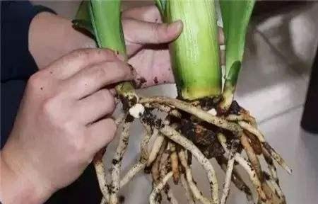 君子兰母子分离8盆,君子兰爆崽要分盆吗