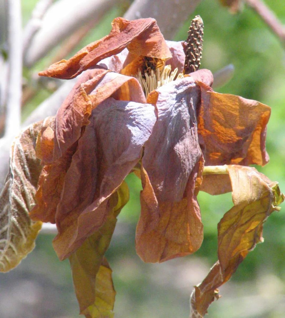 受冻的植物应该怎么拯救,植物受冻后僵苗了怎么办