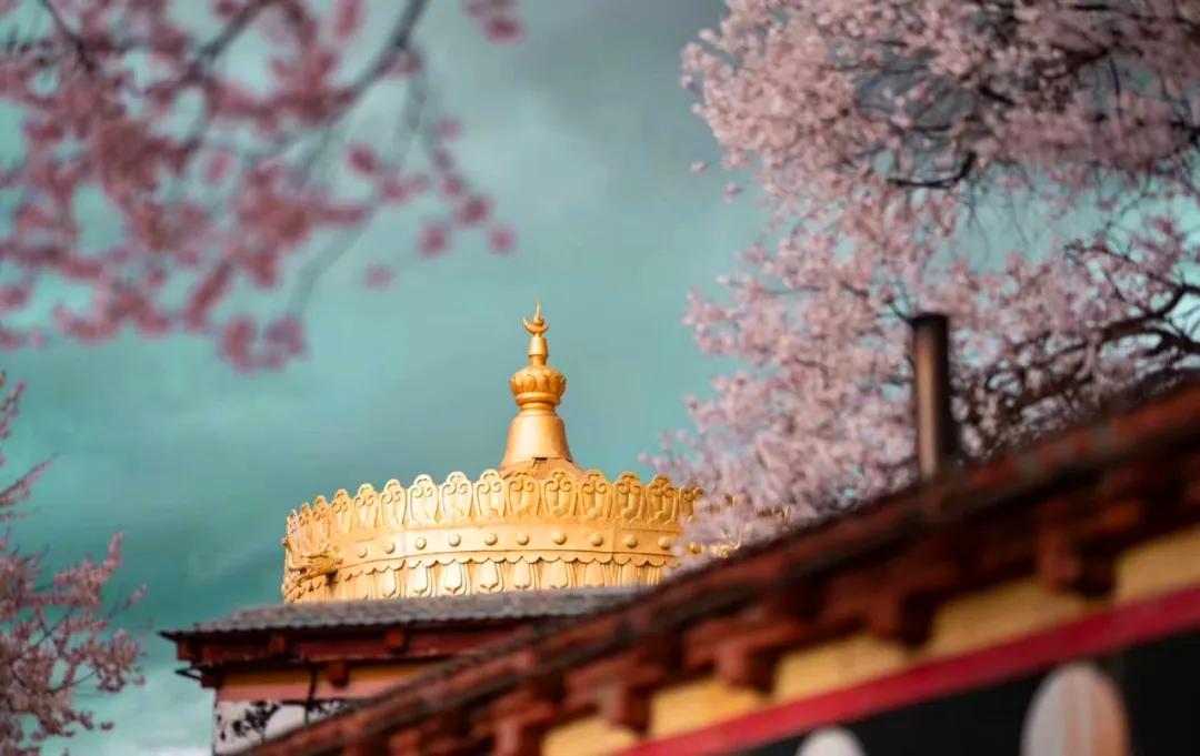 带你Get《司藤》同款神仙美景，春天的香格里拉这样玩