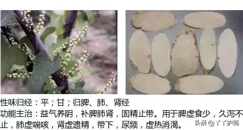 农村身边的中草药主治与功效,中草药全图谱与功效