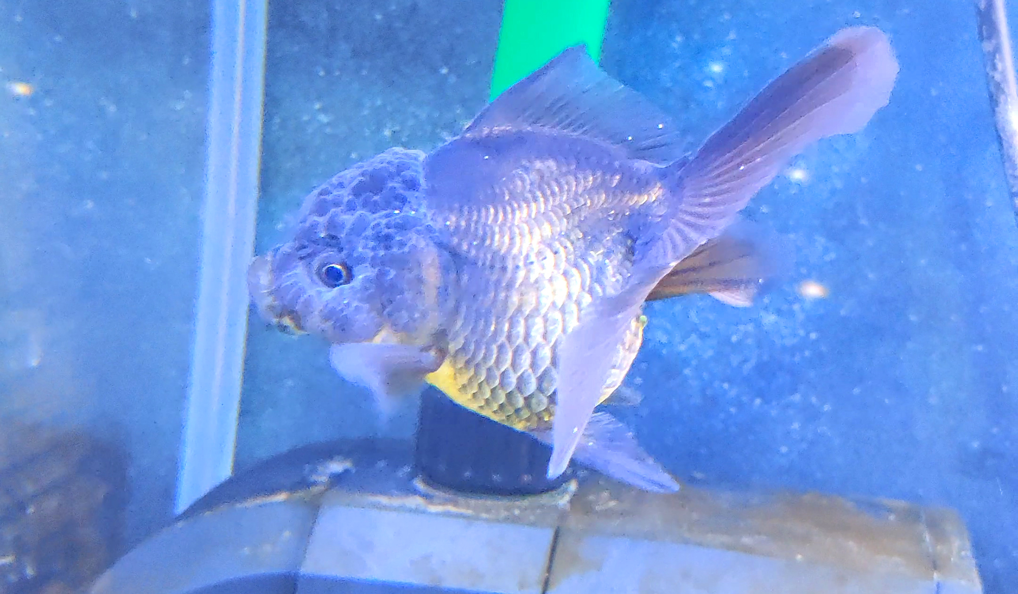 锦鲤鱼缸温度32度可以治白点病吗,锦鲤鱼白点病怎么治最快