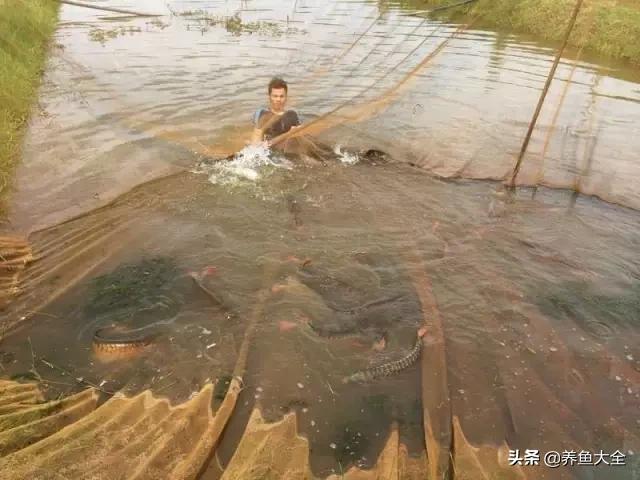 马来西亚买海鲜,怎么样直接从马来西亚购买龙鱼