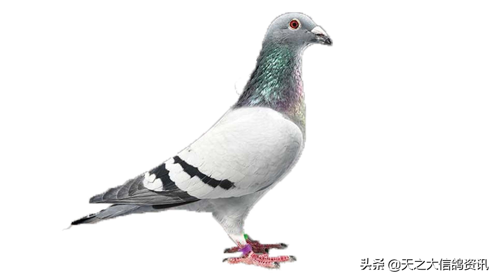 嘴上有肉瘤的雌鸽是什么血统,红胸的雌鸽