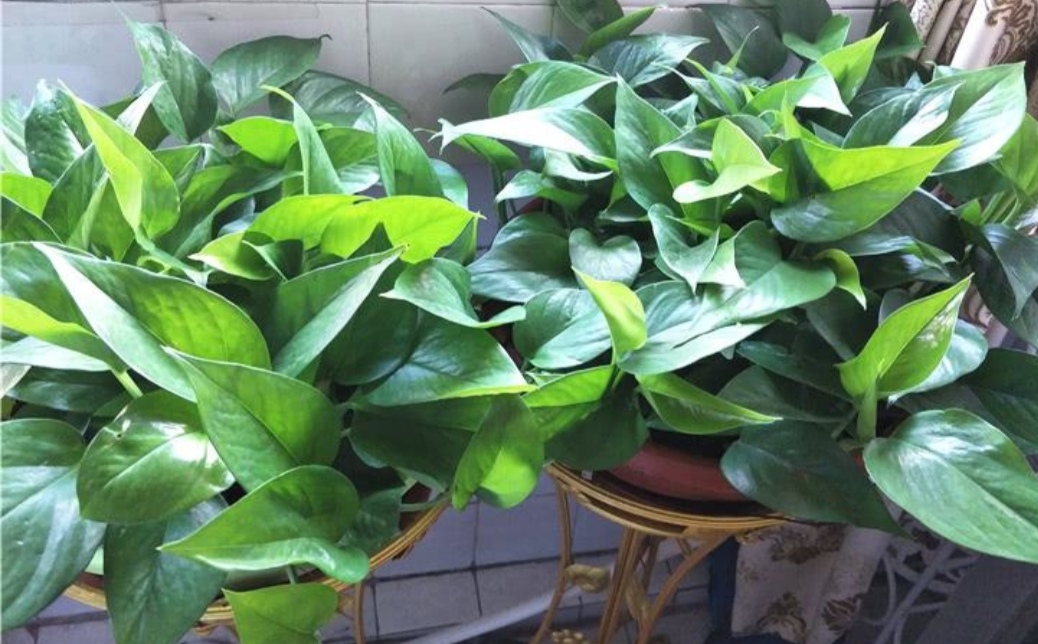 养绿萝，不能只浇水，做好3个方面，才能长势茂盛