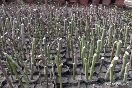 无花果相关知识,无花果的秘密图文结合