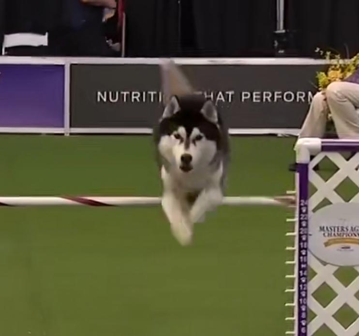 为什么都说哈士奇很二,都说哈士奇额头有三把火才是纯的