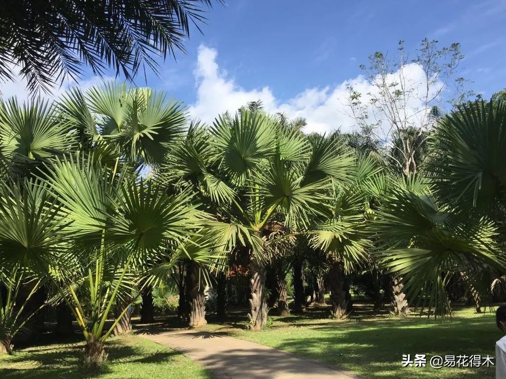 佛教的五树六花指的是什么,佛教五树六花是哪些植物