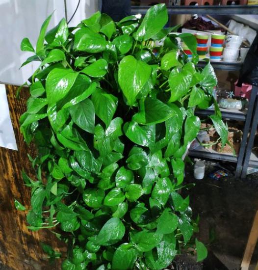 绿萝怎么养会疯长一个月爆盆,绿萝怎样养才能爆盆和爬满墙