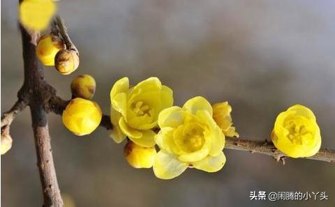 素心腊梅坚毅忠贞，高风亮节浩然正气