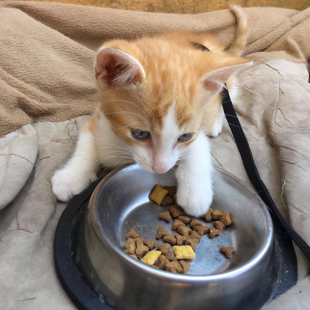 猫咪有这些表现说明它恨死你了,猫咪有这些表现说明它过得很幸福