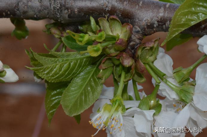 樱桃好吃树难栽下一句谚语是什么,樱桃好吃树难栽后一句是啥