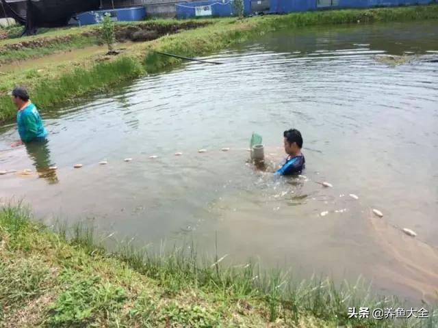 马来西亚买海鲜,怎么样直接从马来西亚购买龙鱼