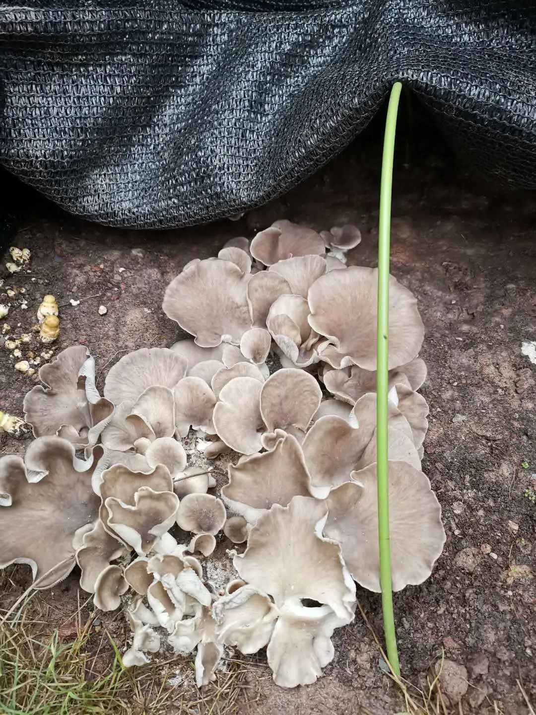 采蘑菇的小姑娘教程版,采蘑菇的小姑娘教学视频完整版