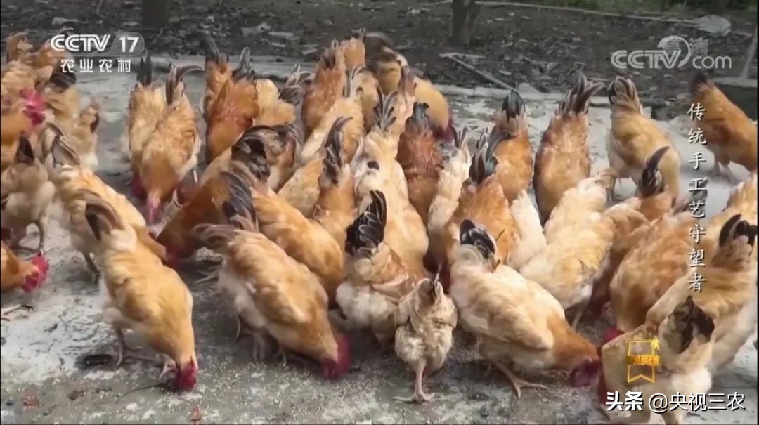 村妇创业项目小生意,农村三姐妹创业艰辛路