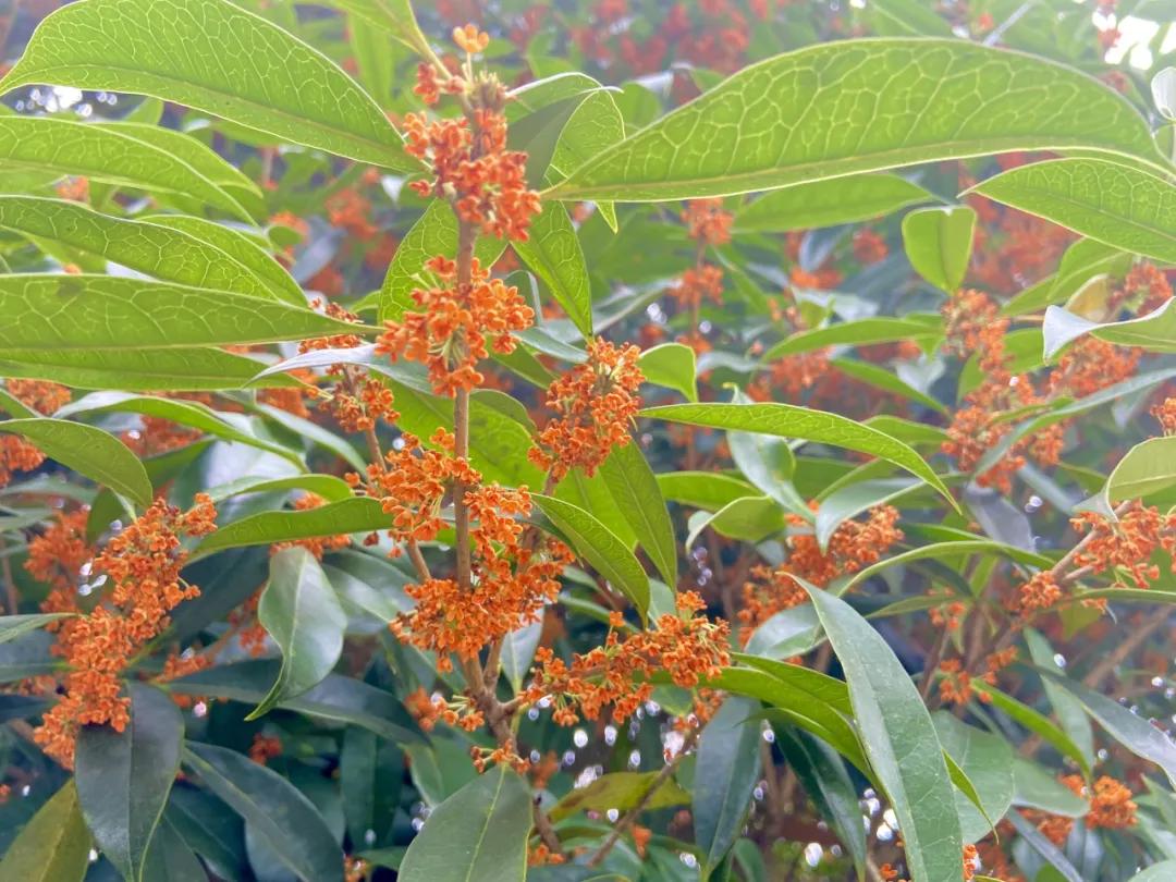 成都郫县桂花最好的地方,成都蒲江桂花观赏地